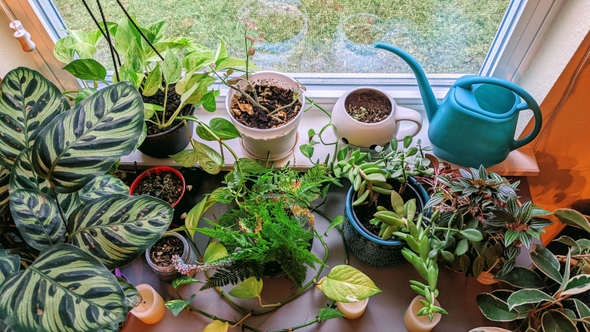 A few of my plants